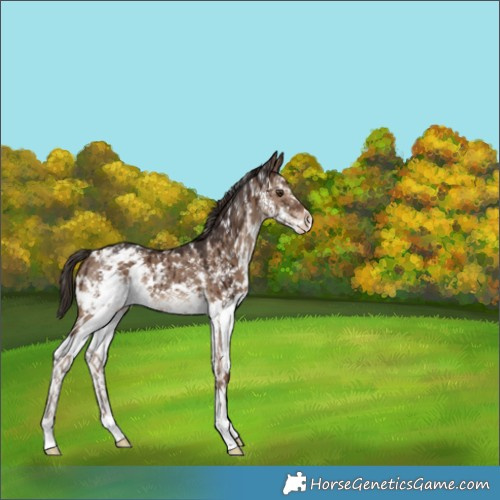 Horse Color:Liver Red Dun Sabino Varnish Rabicano Brindle