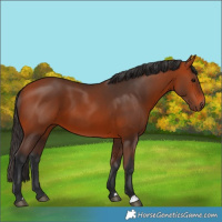 Horse Color:Bay 