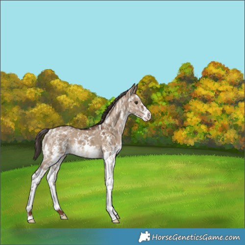 Horse Color:Liver Red Dun Sabino Varnish Rabicano Brindle 