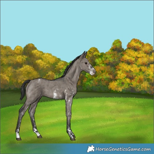 Horse Color:Grullo Sabino Appaloosa Brindle 