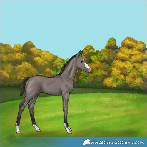 Horse Color:Grullo Appaloosa 