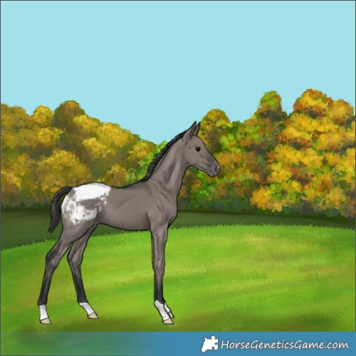Horse Color:Grullo Appaloosa 