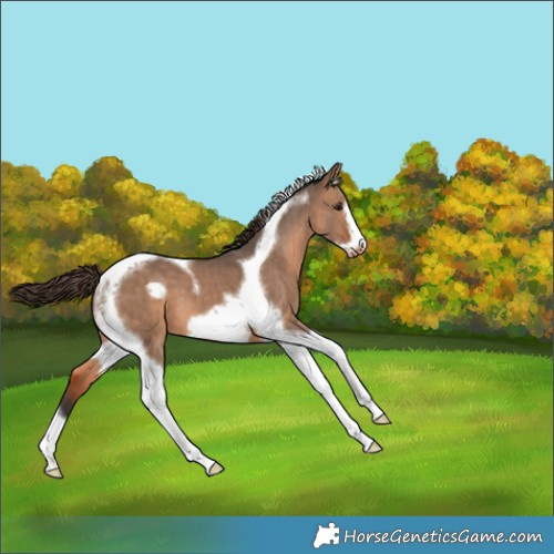 Horse Color:Brown Dun Tobiano Frame Appaloosa