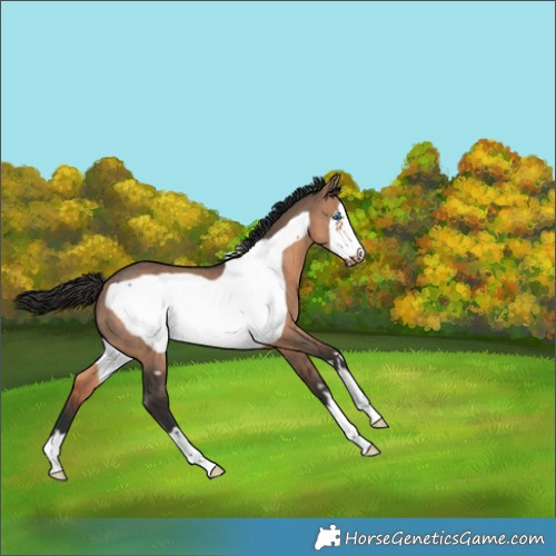 Horse Color:Brown Dun Frame 