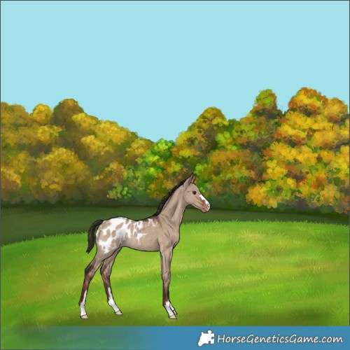 Horse Color:Liver Red Dun Appaloosa Rabicano 