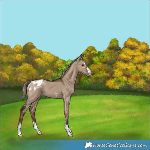 Horse Color:Liver Red Dun Appaloosa 