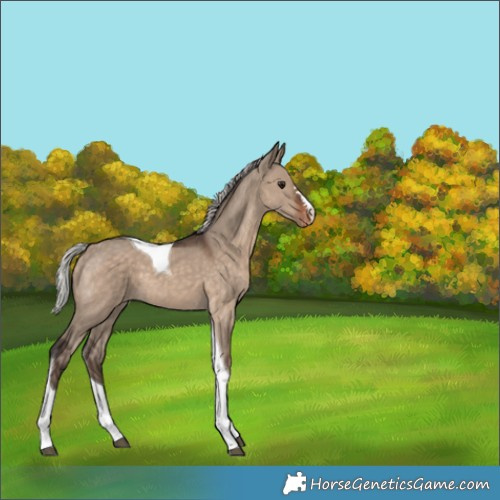 Horse Color:Silver Brown Dun Tobiano Appaloosa 