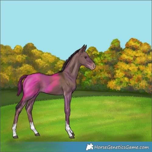 Horse Color:Liver Red Dun Tobiano Varnish 