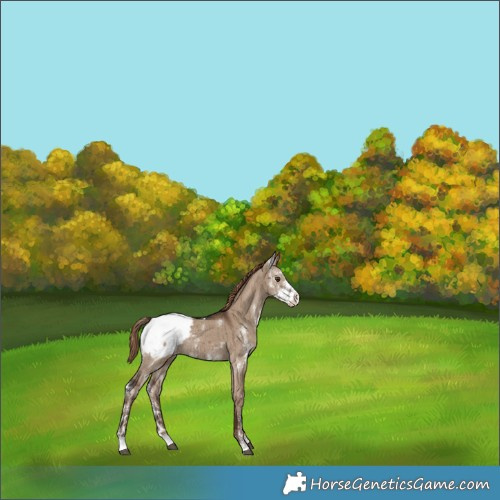 Horse Color:Liver Red Dun Sabino Appaloosa Rabicano Brindle 