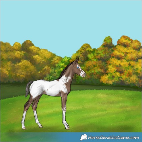 Horse Color:Liver Red Dun Splash Snowcap Rabicano Brindle 