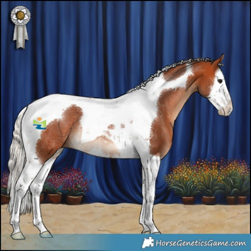 Horse Color:Silver Bay Splash Tobiano Rabicano 