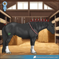 Horse Color:Black 
