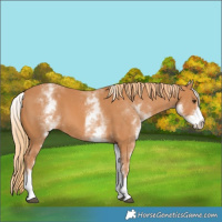 Horse Color:White Spotted Chestnut 