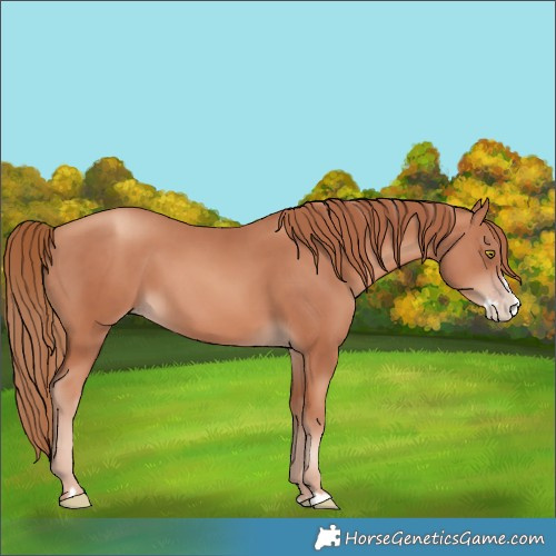 Horse Color:Gold Champagne Splash