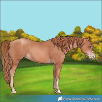 Horse Color:Gold Champagne Splash 