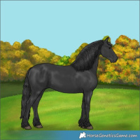 Horse Color:Black 