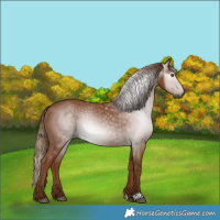 Horse Color:Gray Chestnut 