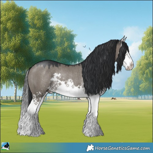 Horse Color:Grullo Mushroom Sabino Splash Rabicano 