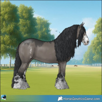 Horse Color:Grullo Mushroom Sabino