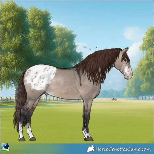 Horse Color:Brown Dun Mushroom Sabino Blanket Rabicano 