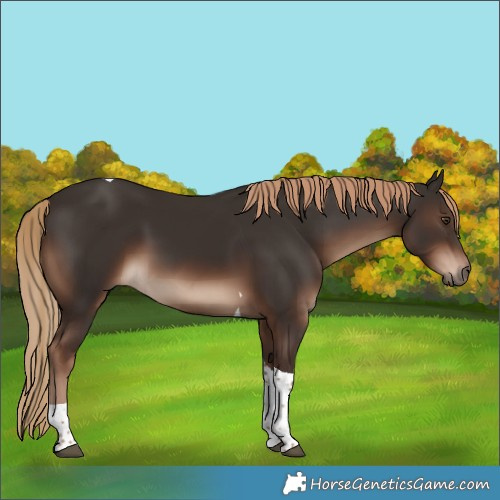 Horse Color:Liver Chestnut Tobiano Rabicano 