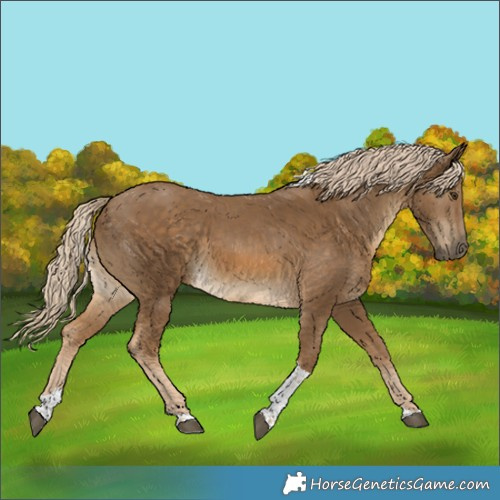 Horse Color:Chocolate Palomino Tobiano Rabicano