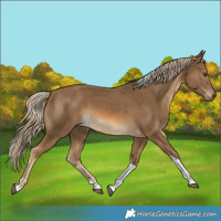 Horse Color:Chocolate Palomino Tobiano Rabicano 