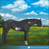 Horse Color:Black  and Black Frame 