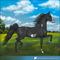 Horse Color:Black  and Black Frame 