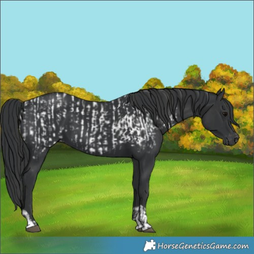 Horse Color:Black Near Leopard and Black