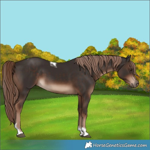 Horse Color:Liver Chestnut Tobiano Rabicano 