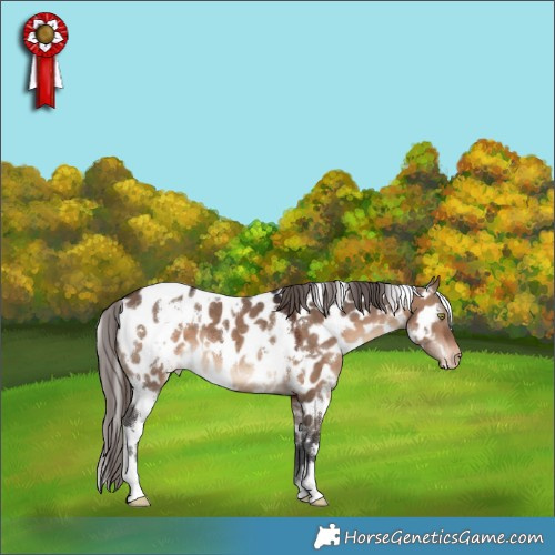 Horse Color:White Spotted Brown Dun Appaloosa 