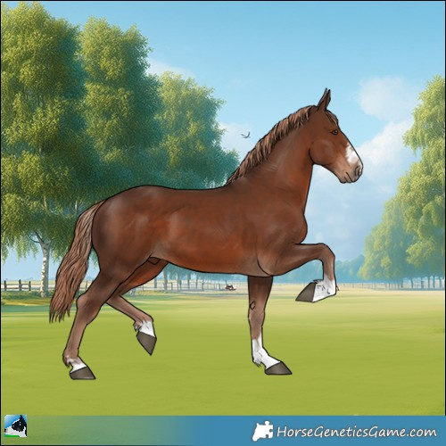 Horse Color:Liver Chestnut 