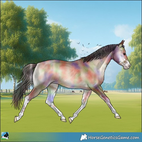 Horse Color:Nacre Sable Champagne Onyx Sabino Rabicano 
