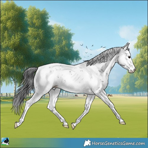 Horse Color:Black Mushroom Sabino Rabicano 