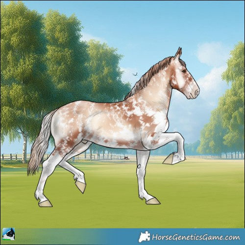 Horse Color:Gold Champagne Onyx Sabino 