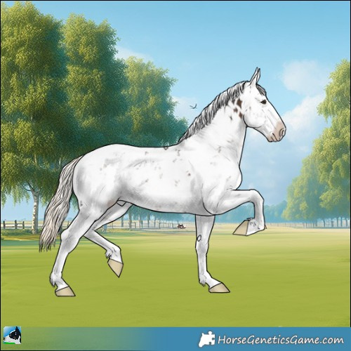 Horse Color:Liver Chestnut Mushroom Sabino 