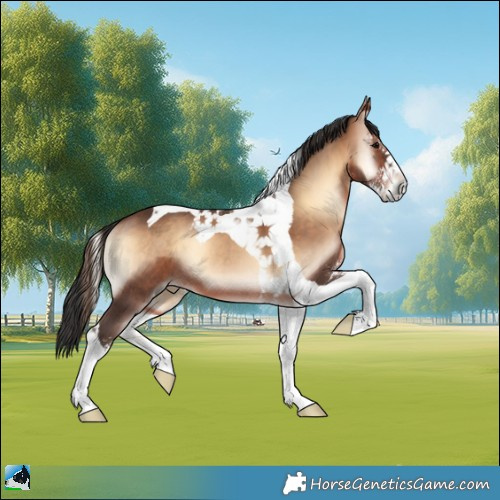 Horse Color:Brown Onyx Sabino Tobiano