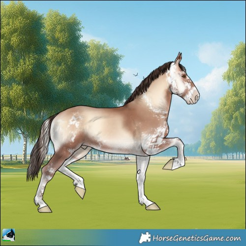 Horse Color:Sable Champagne Onyx Sabino 