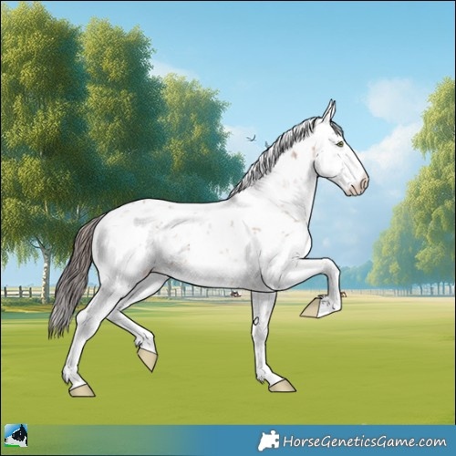 Horse Color:Sable Champagne Sabino 