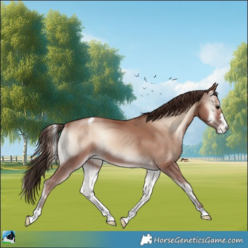 Horse Color:Classic Champagne Onyx Appaloosa 