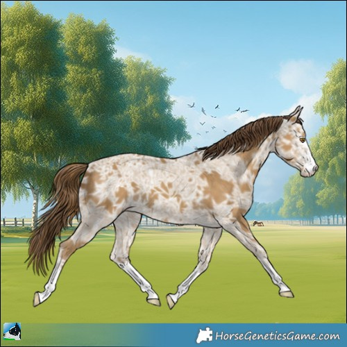 Horse Color:Classic Cream Champagne Ice Appaloosa 