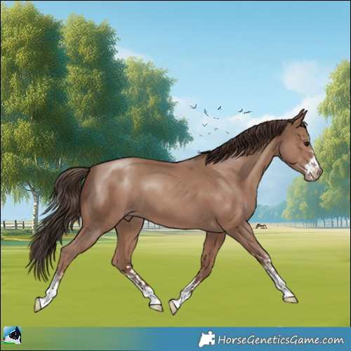 Horse Color:Classic Champagne 