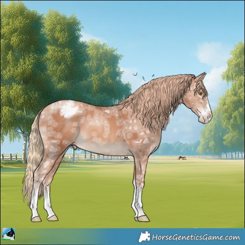 Horse Color:Gold Champagne Ice Appaloosa 