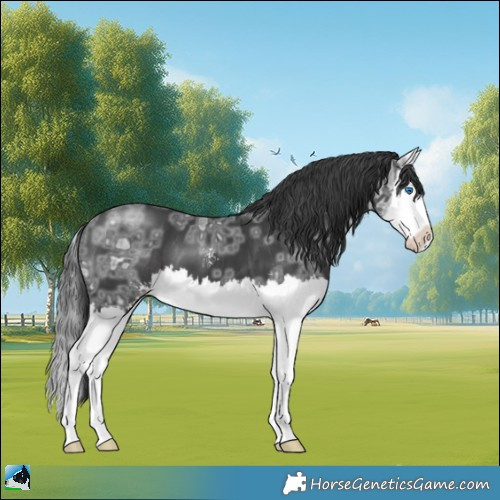 Horse Color:Black Ice Sabino Splash 