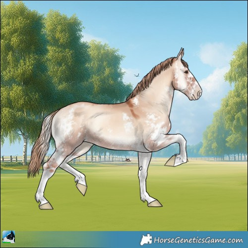 Horse Color:Gold Champagne Onyx Sabino 