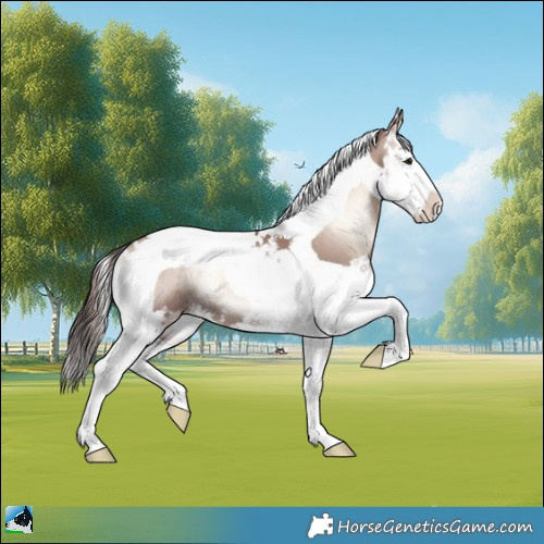 Horse Color:Classic Champagne Onyx Mushroom Splash Tobiano Rabicano 