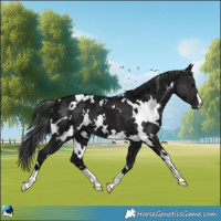 Horse Color:White Spotted Black Ice