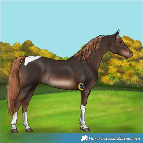 Horse Color:Liver Chestnut Tobiano Rabicano 