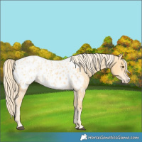 Horse Color:Palomino Dun Appaloosa  and Palomino Dun Splash Appaloosa 